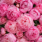 Peony Blush Reed Diffuser 400ml